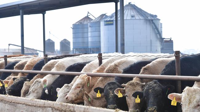 The US Department of Agriculture is preparing to extensively test beef claiming to be antibiotic-free. Picture: Zoe Phillips