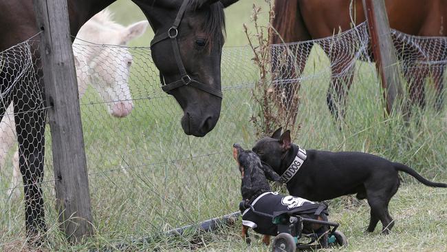 Krumm the dachshund is another of Storybook Farm’s residents. Meet the rest and see how you can help in Gold Coast Eye, in Saturday’s <i>Gold Coast Bulletin</i>. Picture: Glenn Hampson