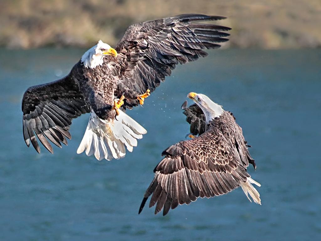 Fighting Bald Eagles: Shot on the Harrison River, British Columbia, Canada ( I was on the top of a river cruise boat with my camera in hand) Picture: George Ching-Yuen LO, Winner, Canada, National Award, 2015 Sony World Photography Awards