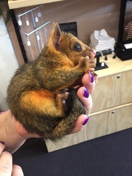 Biscuits the brush tail possum days after his rescue.