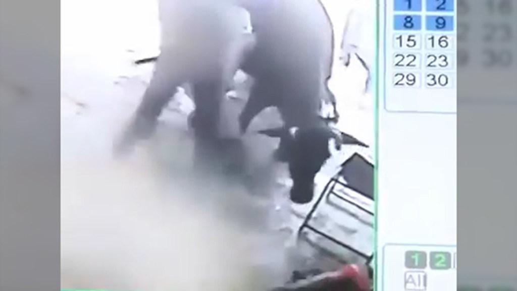 Cow saves girl from beating