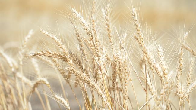 Commonwealth Bank market Agri Commodities Strategist Tobin Gorey said international weather concerns were playing into the wheat price boost.