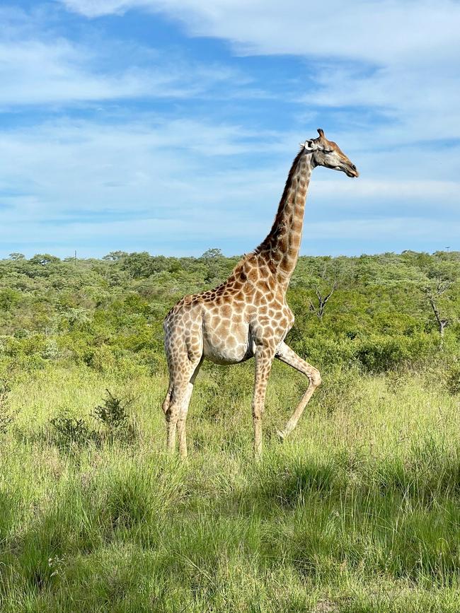 Female giraffe strolling through Sabi Sands.