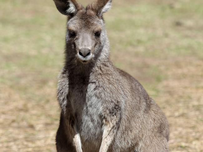 Controlling wildlife: a Gippsland farmer who applied for a permit to cull kangaroos on his drought-ravaged property has instead been issued with a “scare only” licence.