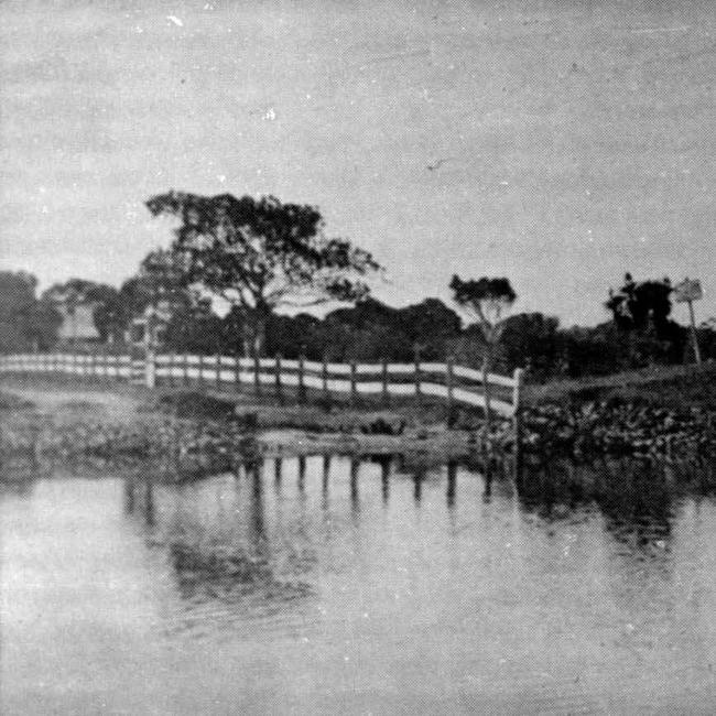 UNDATED; Historical pic of Cavill Avenue