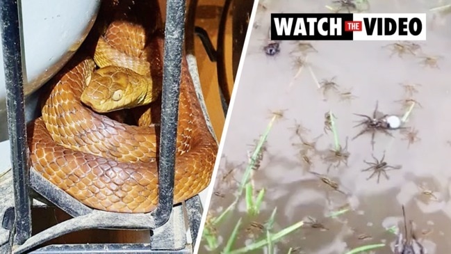 Snakes and creepy-crawlies come out in floods