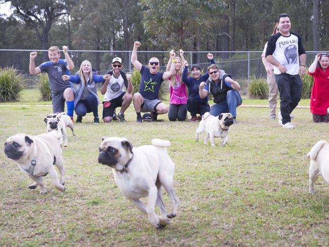 Macarthur Chronicle - Pictured: Pugs race to their owners - Campbelltown Pug Club held a Pug meet and greet along with a few casual races at Mary Brookes Park, Kellerman Drive, Campbelltown NSW Australia. Other breeds of dog were also invited to race.