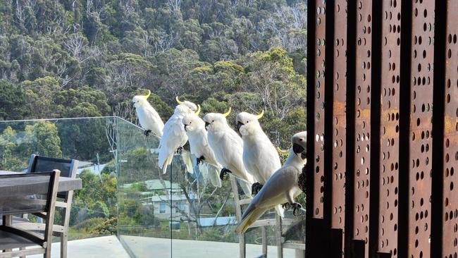 Some of the friendly neighbours. Picture: Josh Driscoll Creative