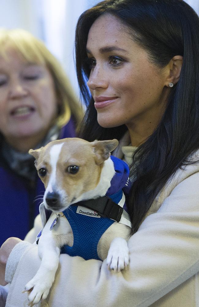 Meghan, Duchess of Sussex meets a Jack Russell dog named "Minnie" during her visit to the animal welfare charity Mayhew. Picture: AFP