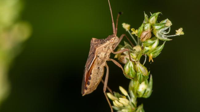 Keep out: the brown marmorated stink bug. Picture: Getty Images