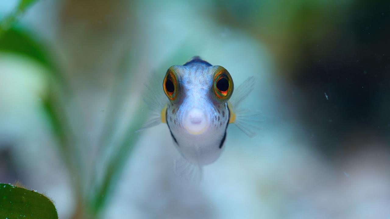 Puff Wonders of the Reef is on Netflix now. Picture: Netflix