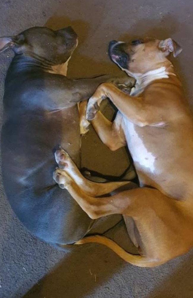 Daniel Blake’s dogs Nate and Narla. Picture: supplied