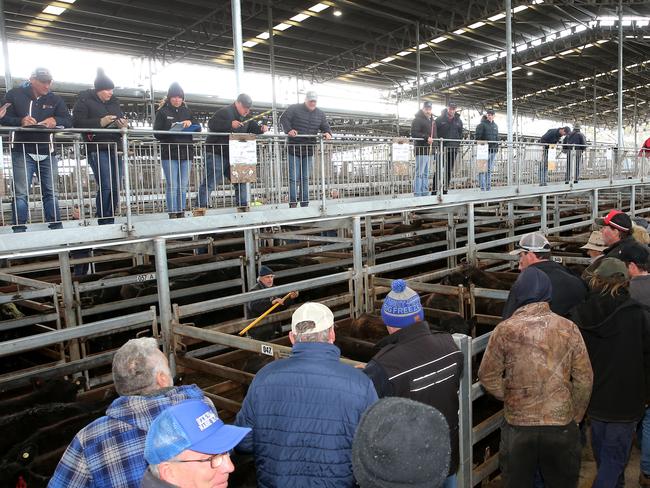 WVLX Mortlake cattle sales,  Picture Yuri Kouzmin