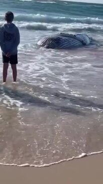 Whale dead on Byron Bay beach