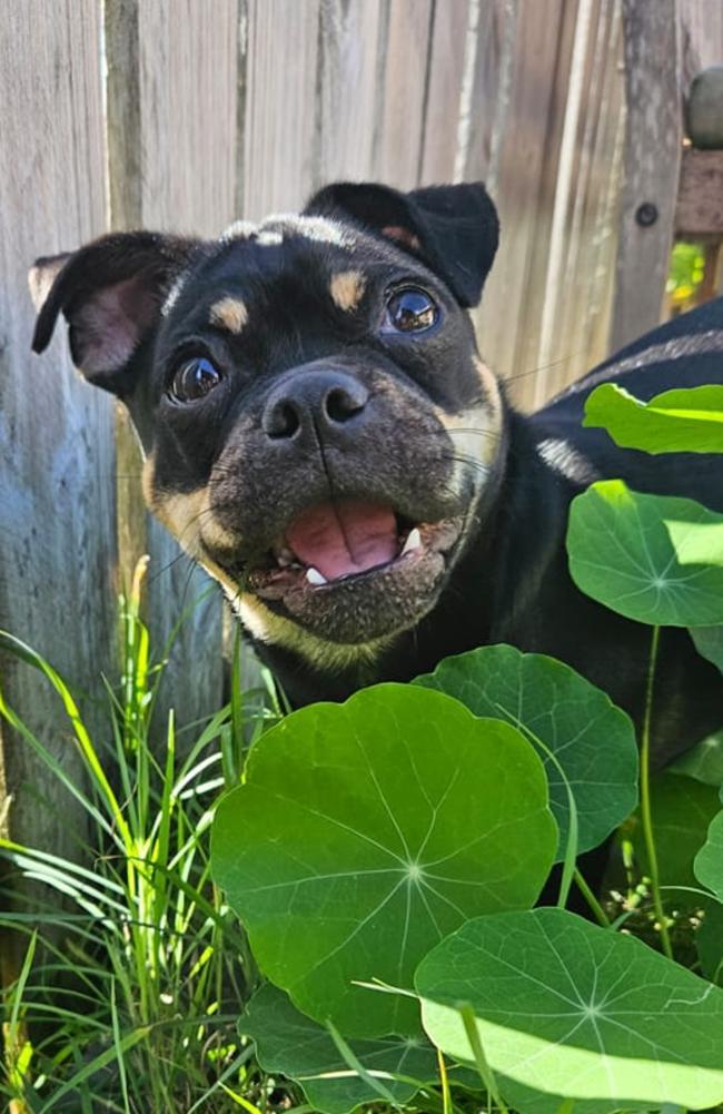 Pepper: Michelle Salter's 1 year old Jug (Pug x Jack Russell)