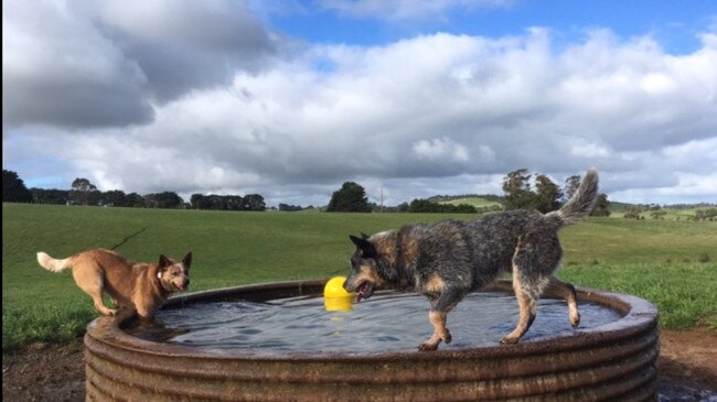 The Weekly Times Day of Dogs 2018 #dayofdogs18 Olivia O’Connor of Berrys Creek sent in this picture of the dogs checking the water troughs. Pictured are Ruby the Red Heeler, owned by Olivia, and Ned the Blue Heeler, owned by Fergus O’Connor.