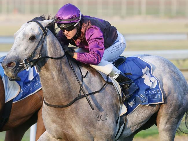 Qfighter is set to resume for trainer Gerald Ryan at Royal Randwick on Saturday. Picture: Peter Wallis.