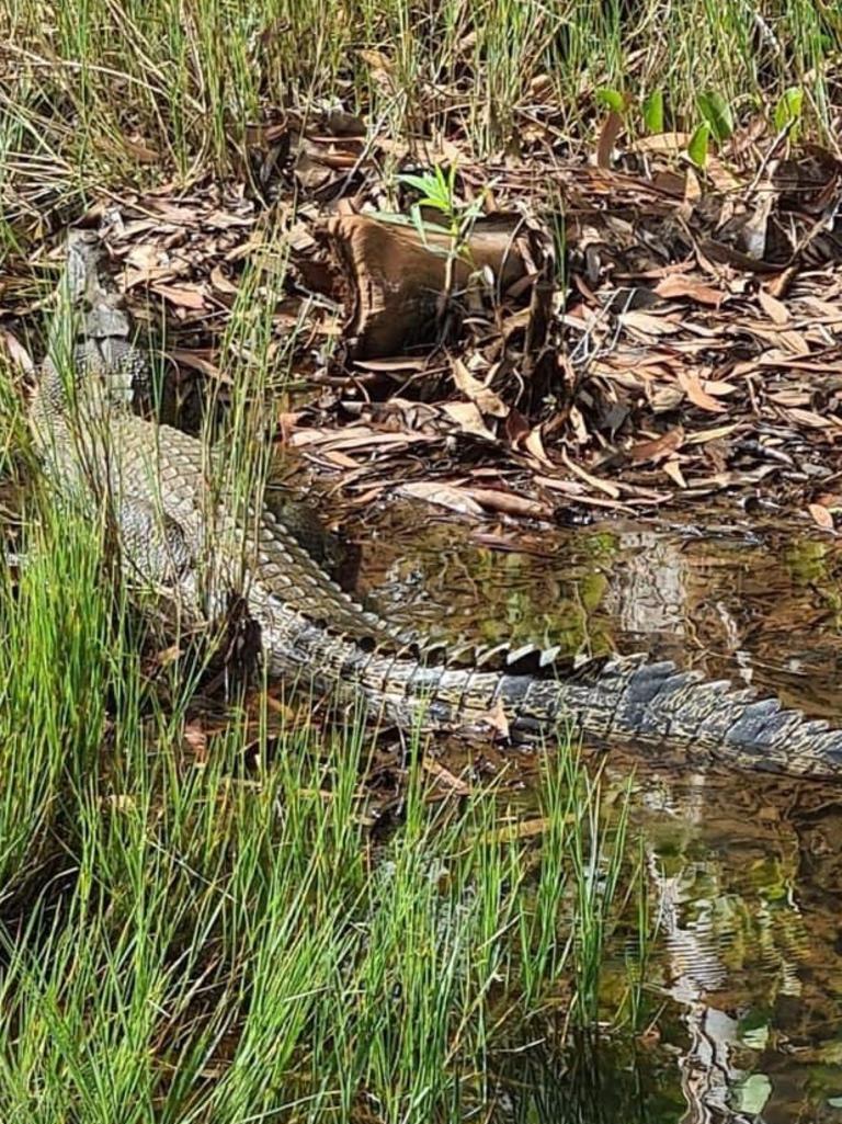 NT croc scare: Golfers on alert after 2m croc lunges at woman at ...