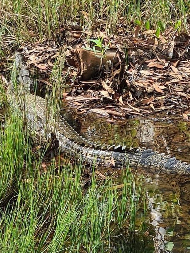 The 1.5-2m croc which lunged at Michelle Long on Groote Eylandt. Picture: Michelle Long.