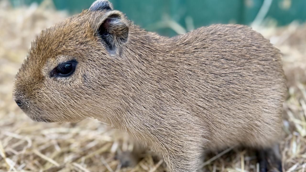 Wing's Wildlife Park introduces Capybara quadruplets born on February 5, 2025. Picture: Wing's Wildlife Park.