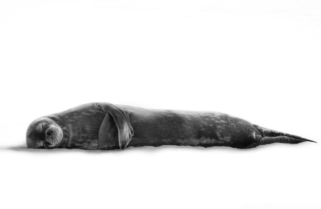 A Weddell seal hauls out on the sea ice in Antarctica and appears at peace as it rests in the safety of the think ice from any surveying predators. Picture: Scott Portelli