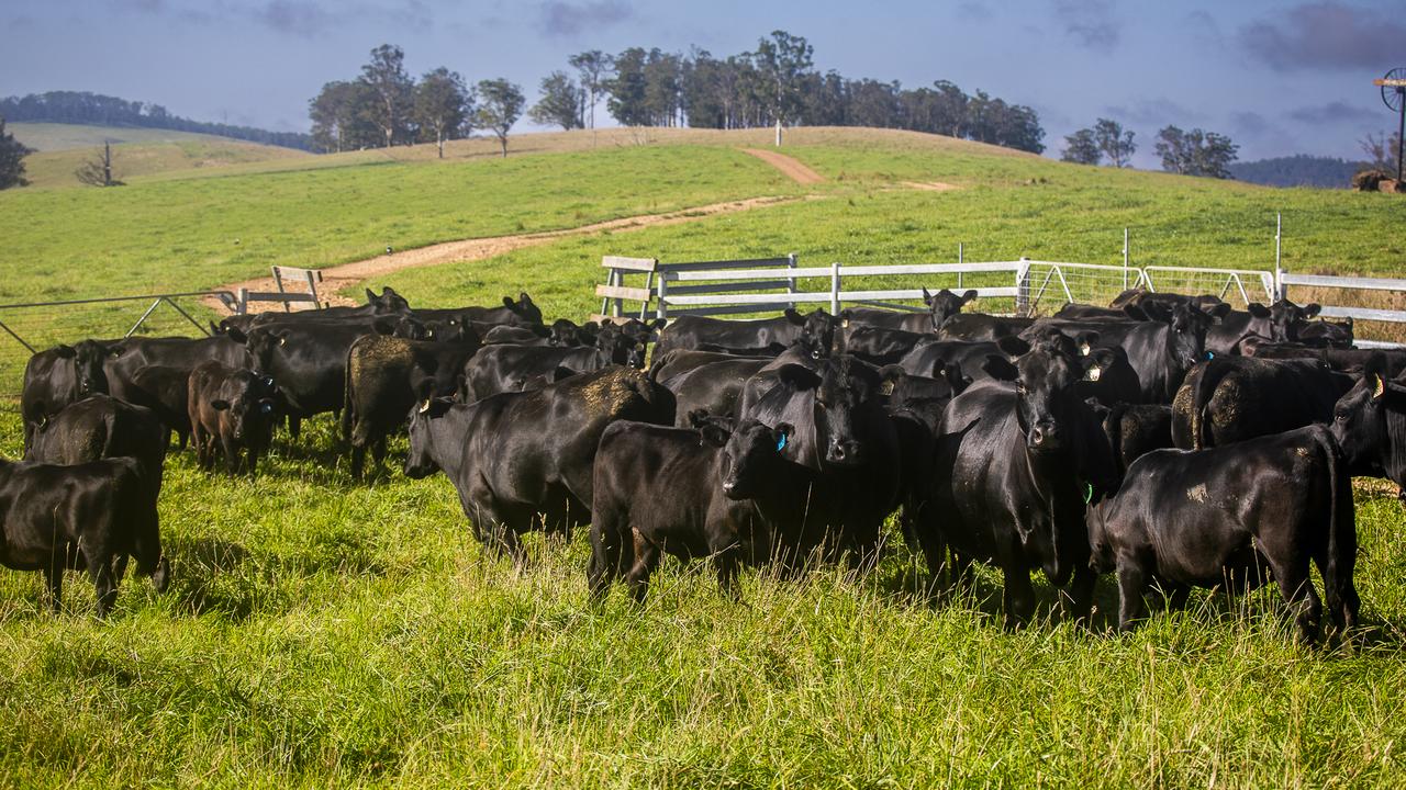 NSW family’s massive beef farms tipped to sell for $120m-plus