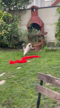 Cat goes viral from interpretive dance