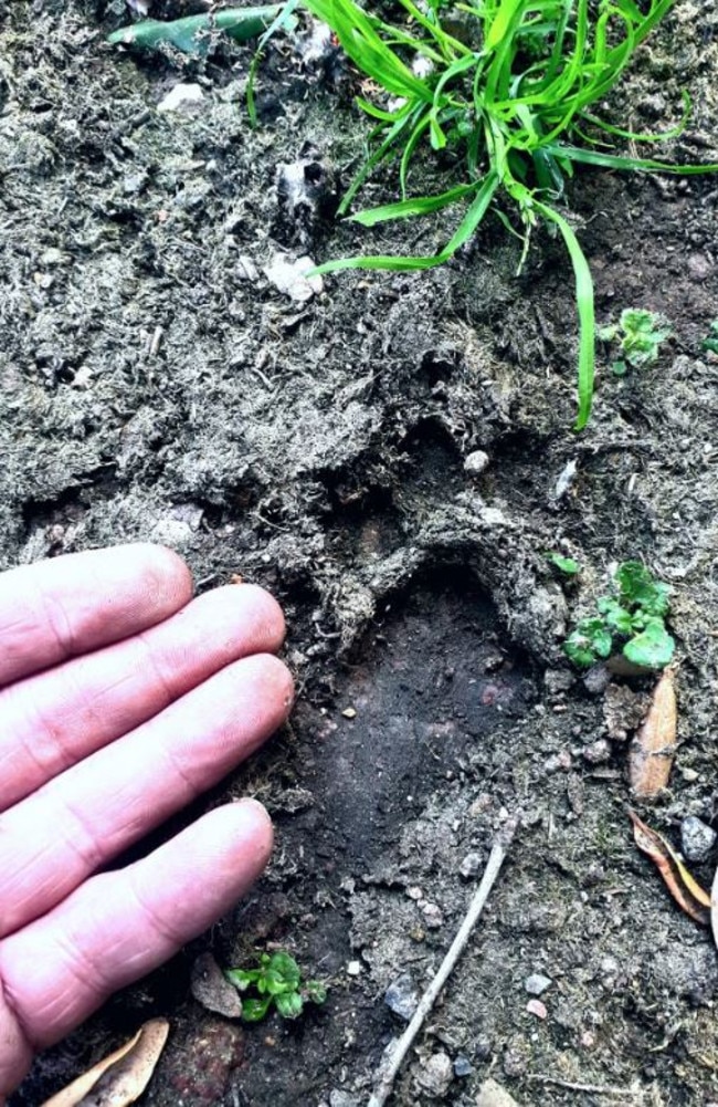 Animal tracker and survival teacher Jake Cassar claims he found the cat's paw prints and track. Picture: Jake Cassar