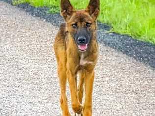 PROWL: A wild dog that was spotted in the Whitsunday region earlier in the year. Picture: Collette Dunn