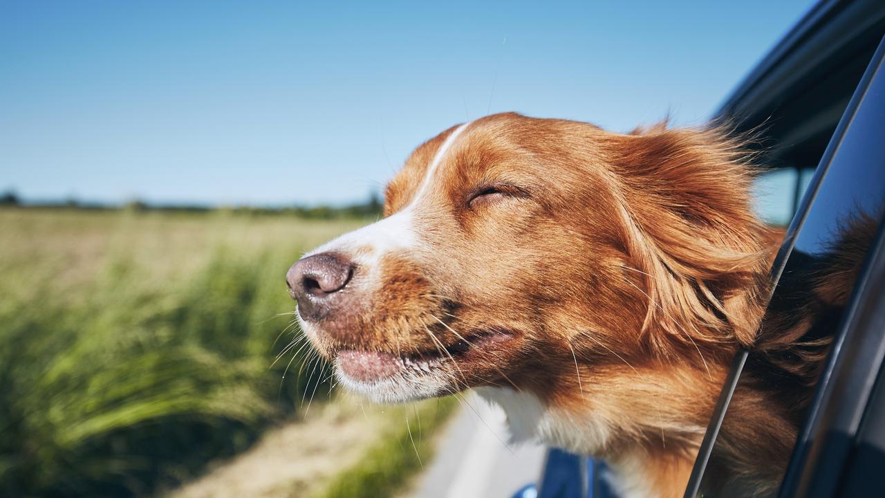 road trip with dog