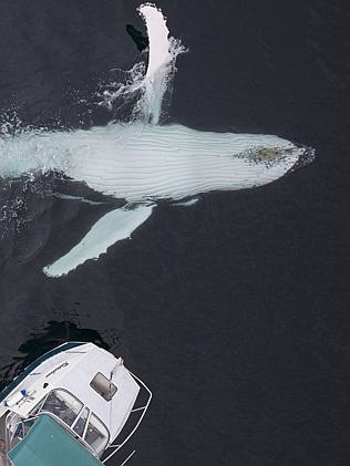 Whale Of A Time: Father And Son Use Drone To Capture Incredible Encounter With Two Humpback Whales