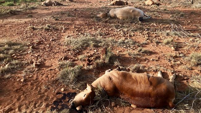 Dead cattle on Curley Family Properties in Cloncurry. Photo: Jacqueline Curley Photography