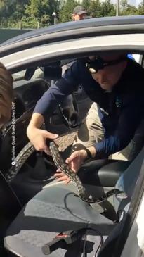 Huge Snake Hides Inside Car's Dashboard