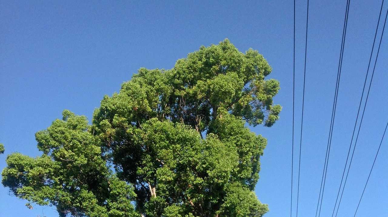 Misshapen camphors pruned to accommodate power lines. Picture: Barbra Fahey