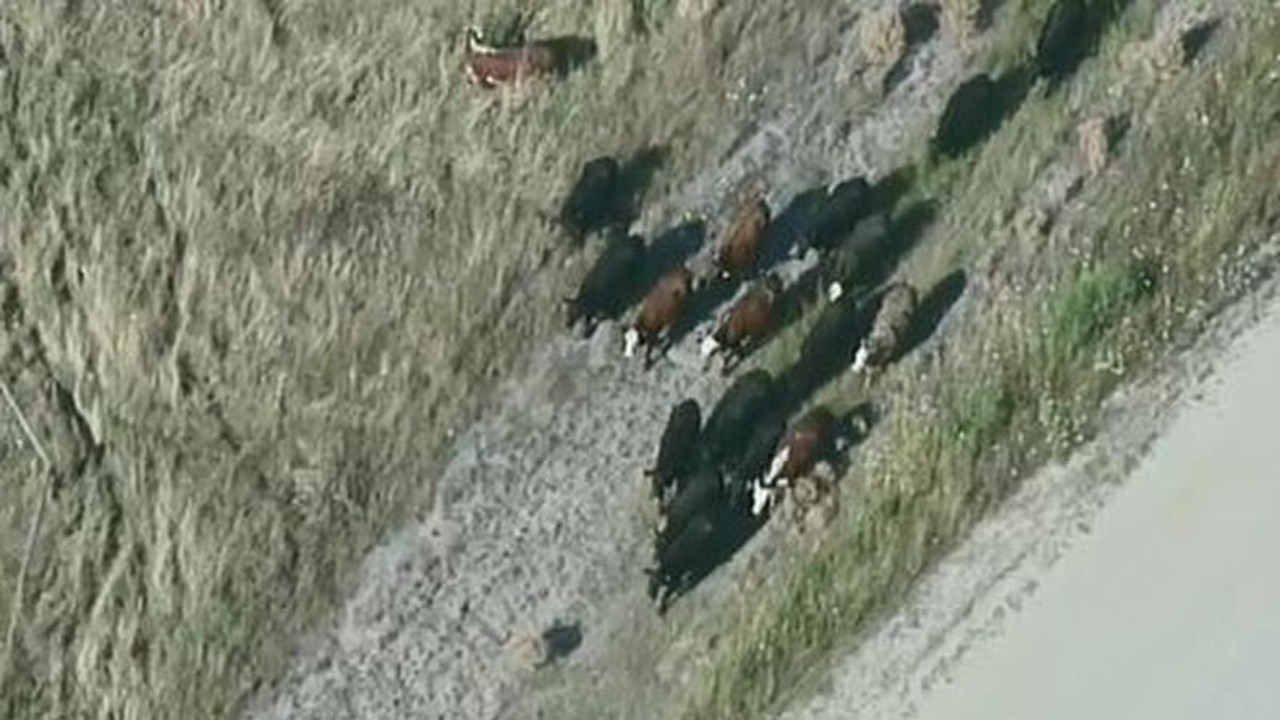 The surviving cattle were herded into a nearby paddock.