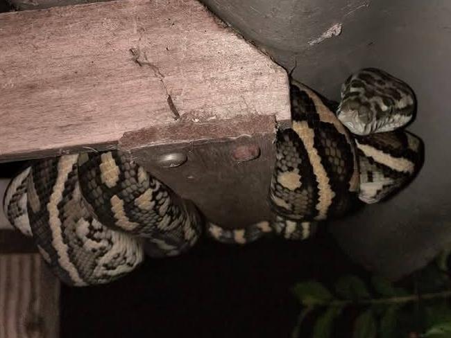 This carpet python got cosy under a tin roof and above a conveniently located bird feeder at Gympie. PHOTO: Wendy Hodgson.