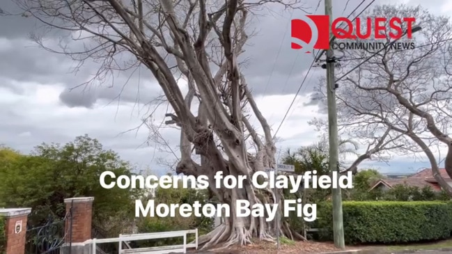 Clayfield residents' concerns over Moreton Bay Fig