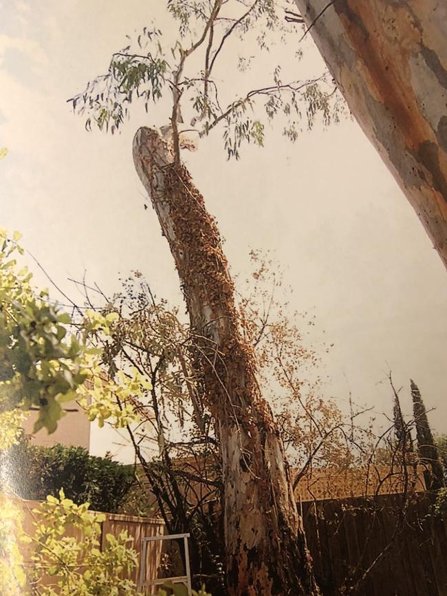 The larger tree shortly after being pruned. Source: ERD Court