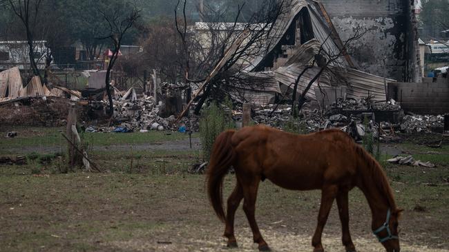 A horse in front of a burnt-out property on the outskirts of Cobargo. Picture: AAP