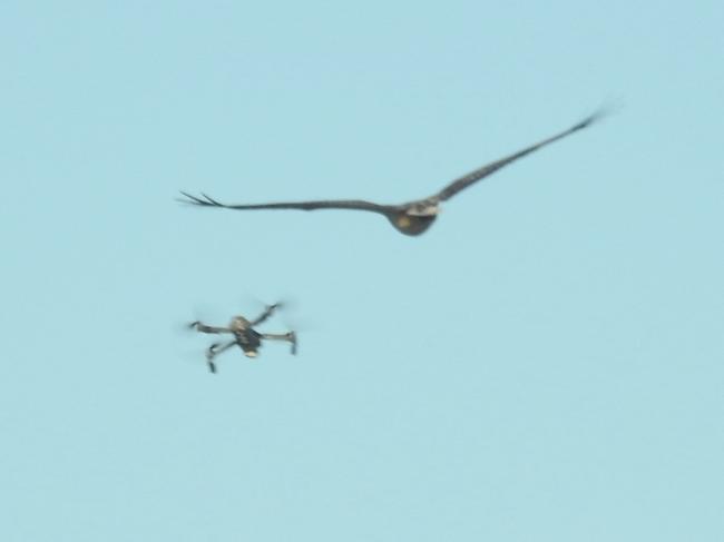 A Sea Eagle and a drone come face-to-face at Soldiers Beach. Picture: Leeanne Hodge