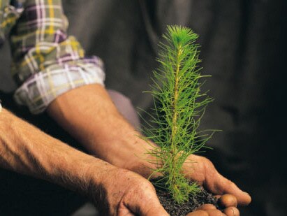 Pine sapling ready for planting at pine plantation May 2001.