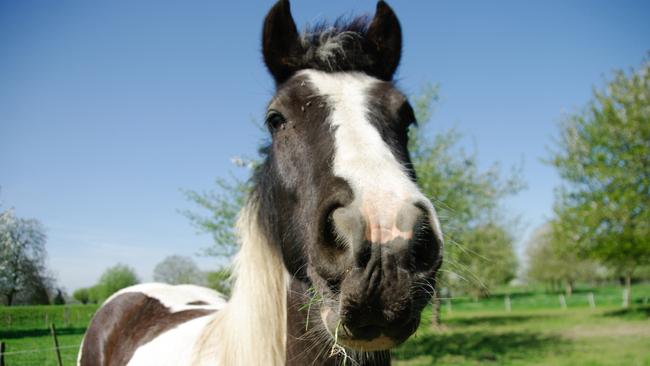 Loving Edward was the start of Susan Kurosawa‘s lifelong passion for horses.