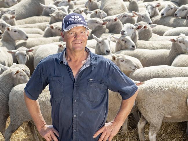 LIVESTOCK: Rod Seers sheep farmerRod is selling sheep at Ballarat later in the week. PICTURED: Rod Seers sheep farmer with his sheep.Picture: Zoe Phillips