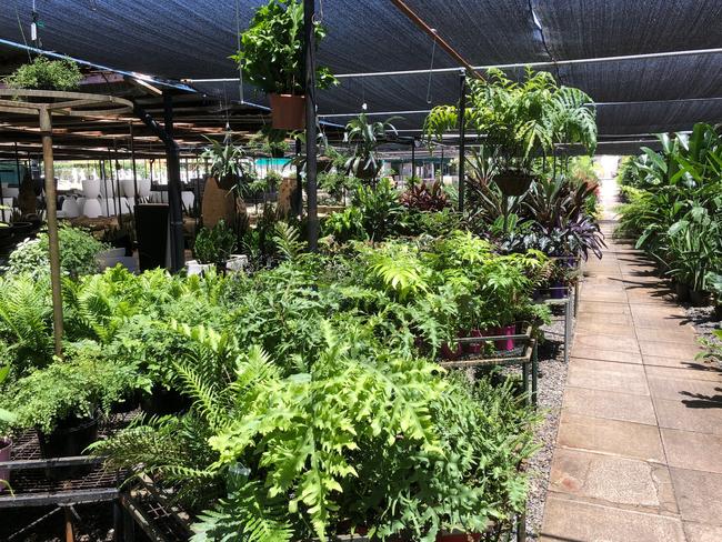 At the Ross Evans Garden Centre, Runaway Bay, Gold Coast. Picture: Amanda Robbemond