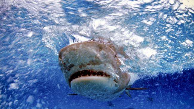 A tiger shark was recently spotted by a swimmer at Point Vernon. Picture: File