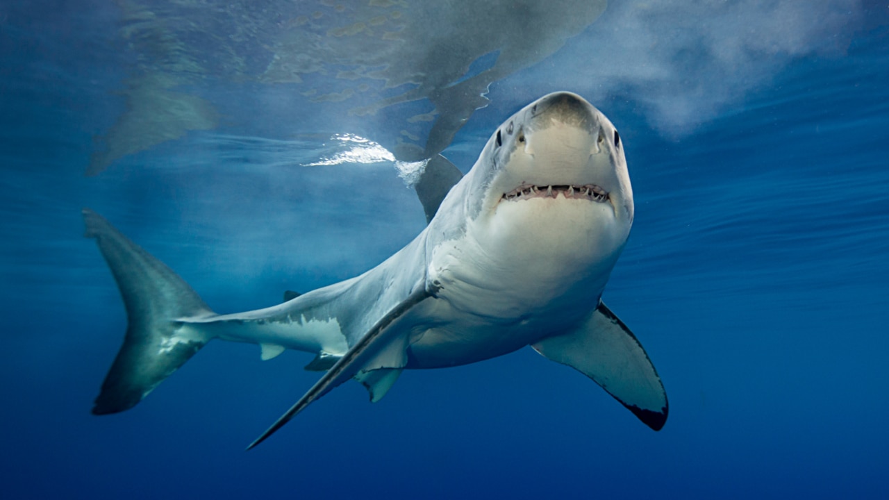 Those in 'no danger from sea life' are 'very eager' for sharks to be culled