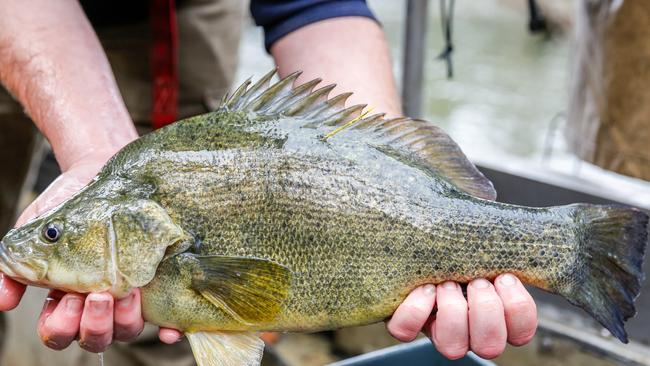 The Murray cod is one of the species of fish that will carry a golden tag. Picture: Chloe Smith