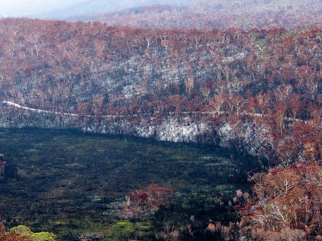 The inland forest track exposed through the scorched vegetation. Picture: NCA NewsWire /John Wilson