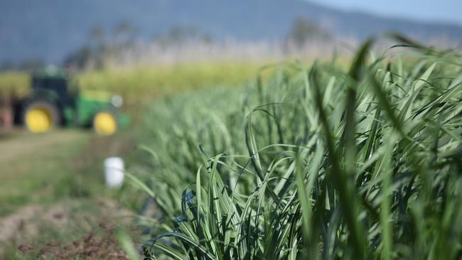 Australian Sugar Milling Council CEO Ash Salardini said “sugar is too big to ignore”.