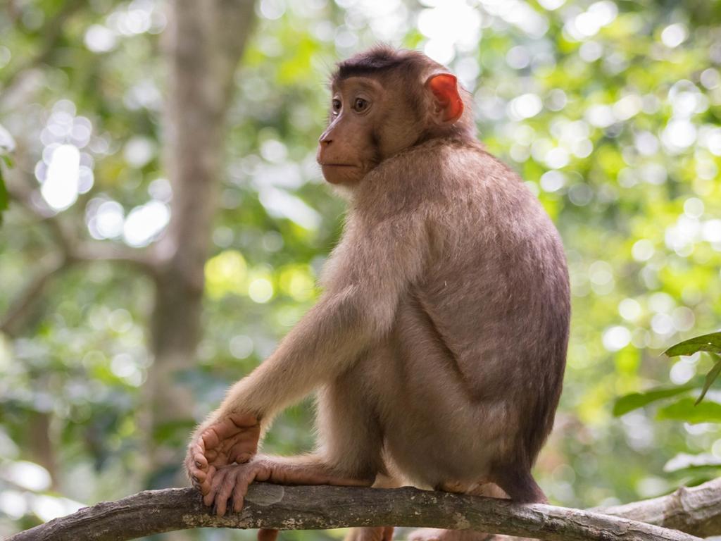 Macaques can be a threat to wildlife conservation and are well known to be carrying transmittable and fatal diseases.